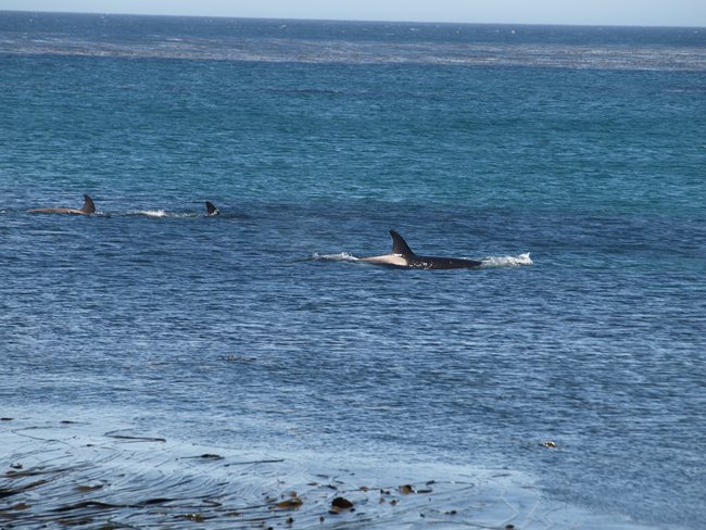 ../../Pictures/241209/143 Orcas.JPG